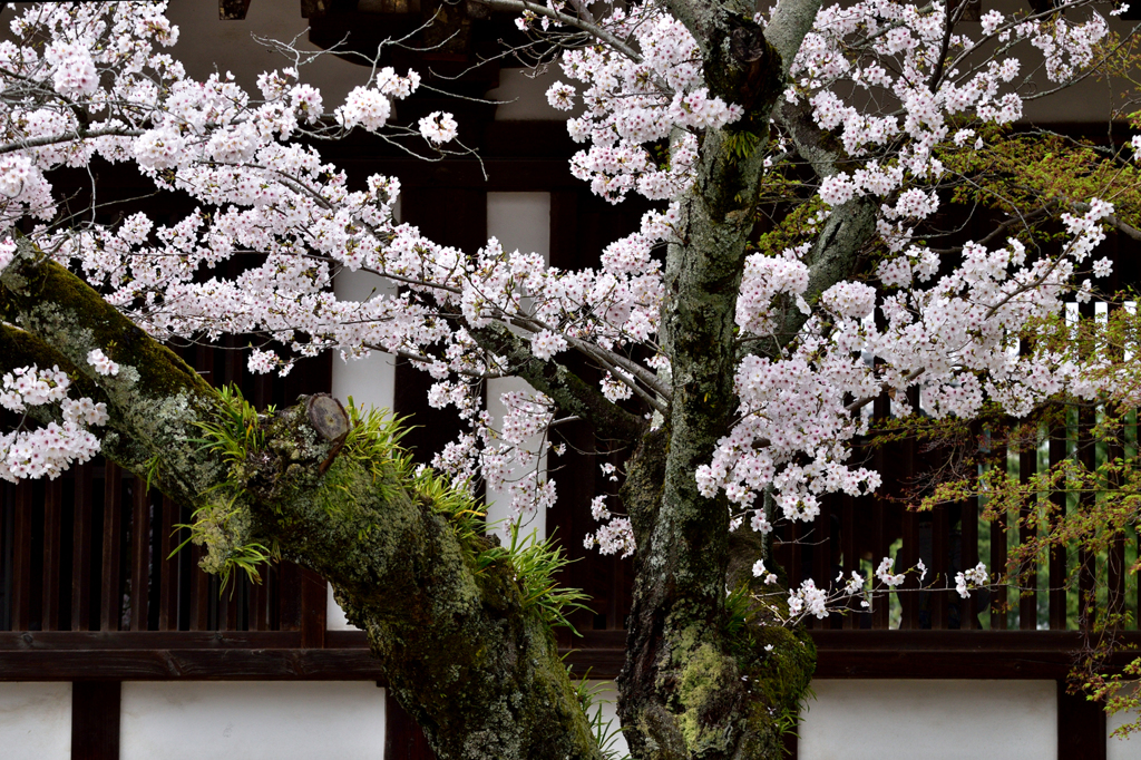 法隆寺_05