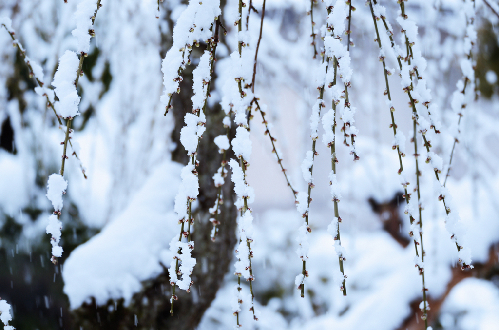 枝垂れ雪