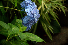 恵みの雨