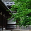新緑の寺_02