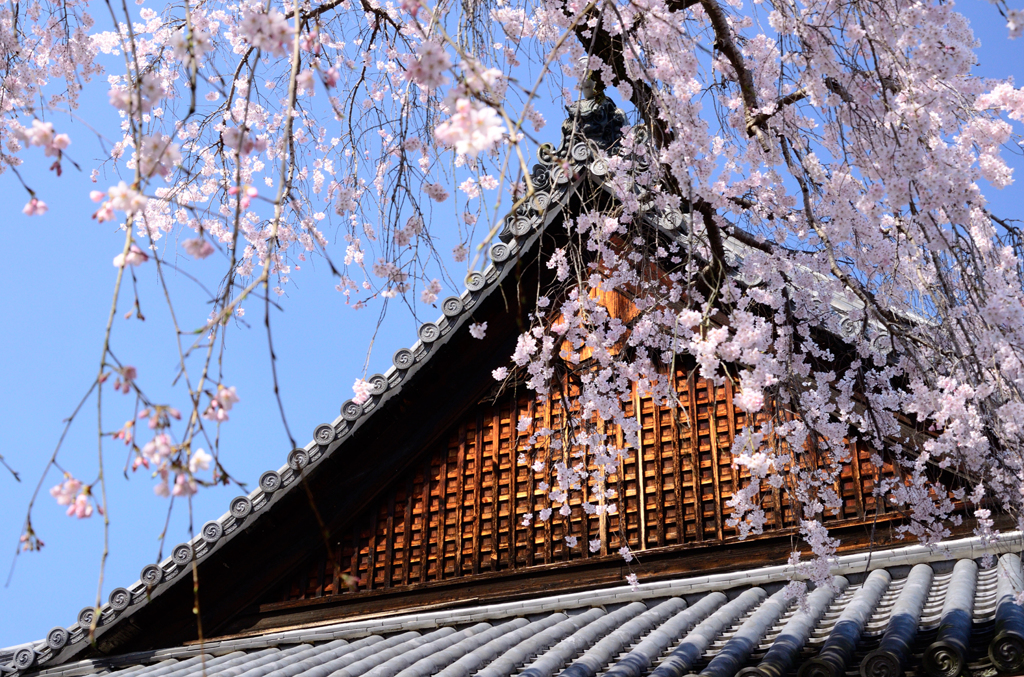 当麻寺_護念院_枝垂桜_02