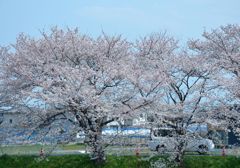 桜並木を通る車