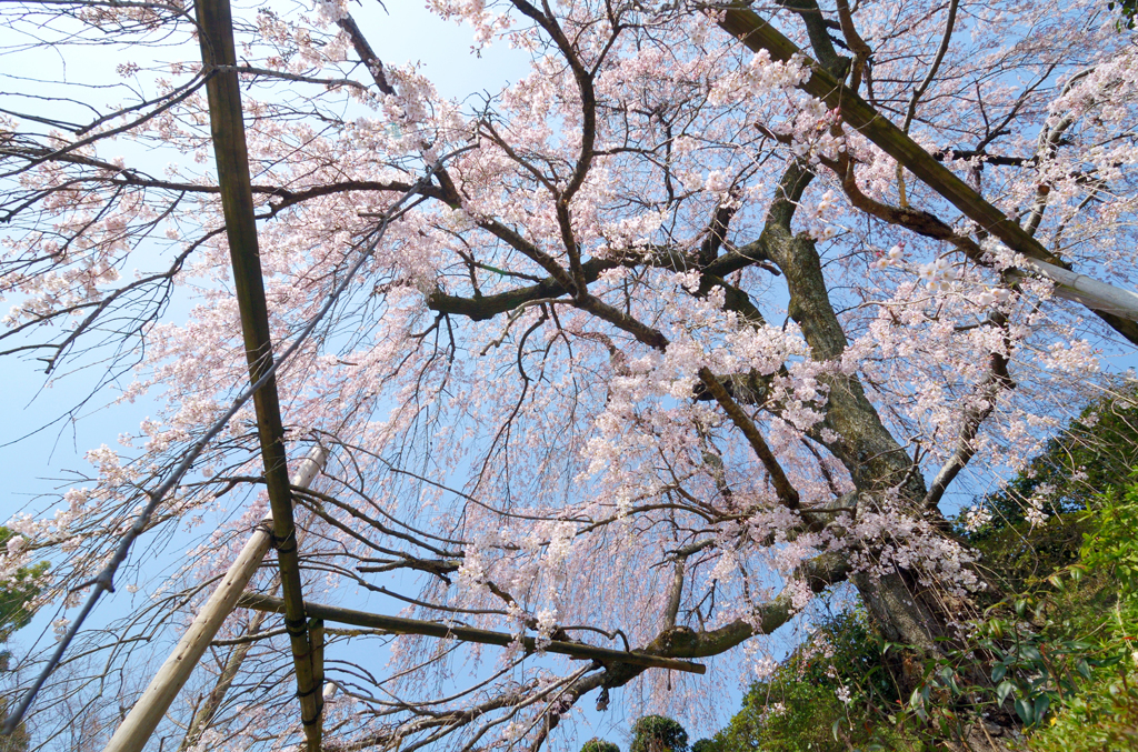 遍照院_枝垂桜_02