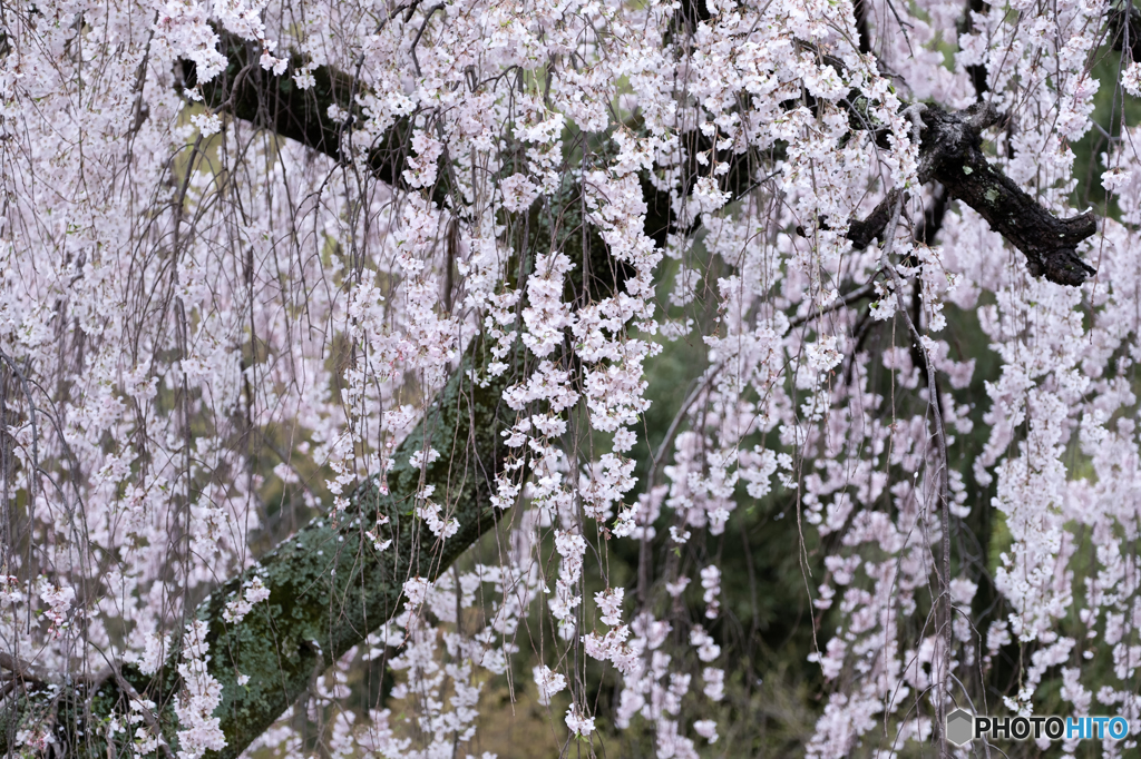 流桜