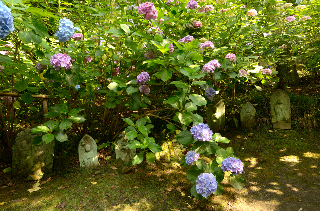 矢田寺_06