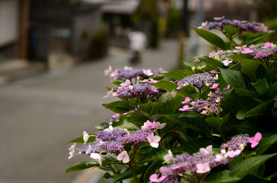 道端の紫陽花