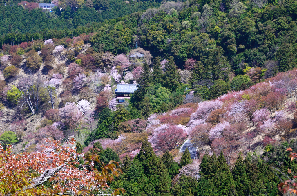 吉野山_02_上千本より如意輪寺を望む