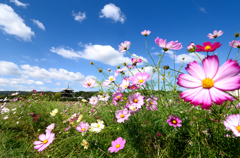 季節の便り_法起寺の秋桜_03