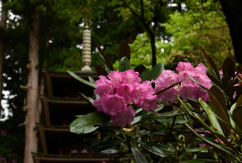 石楠花と仏塔_01