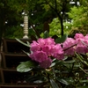 石楠花と仏塔_01