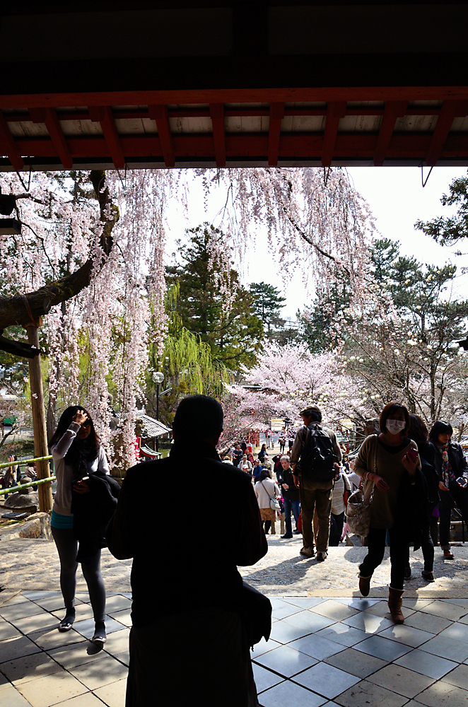 桜界