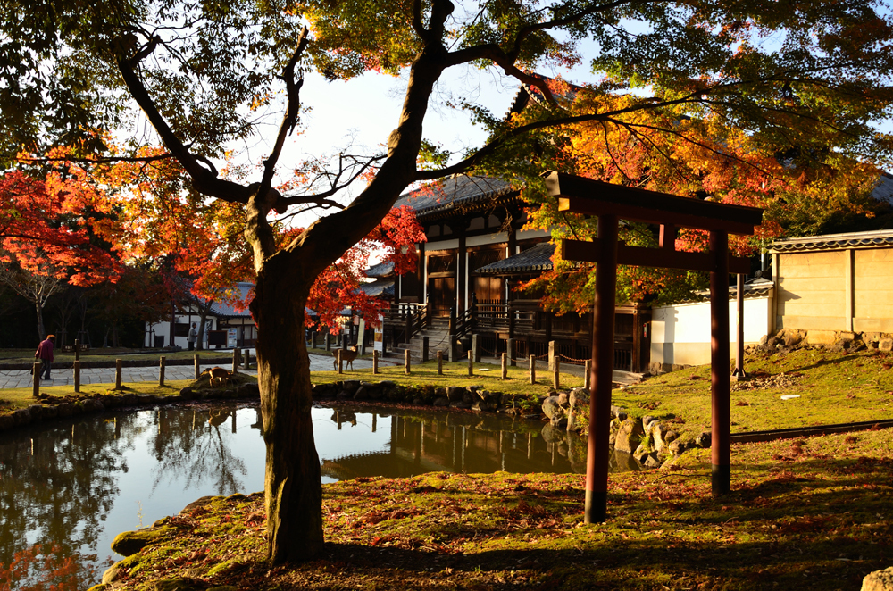 紅葉、鳥居、奥に法華堂