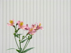 百合水仙