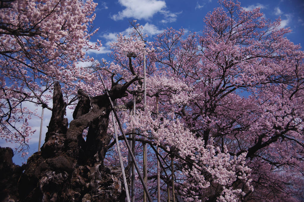 山高神代桜