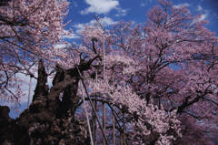 山高神代桜