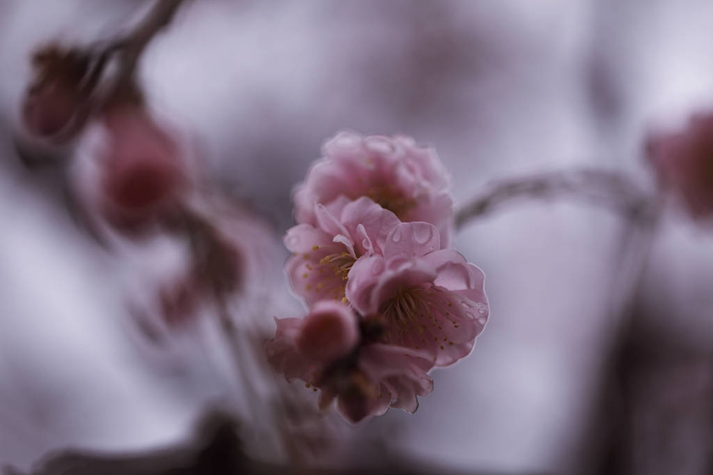 馥郁