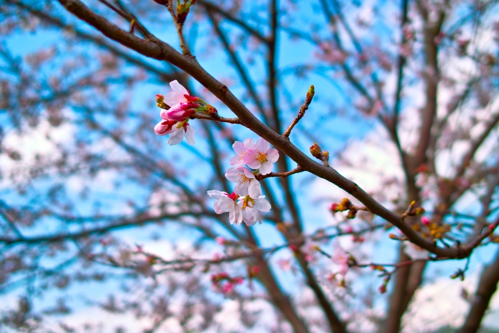 桜です