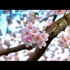 桜　満開です　トリミング