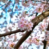 桜　満開です