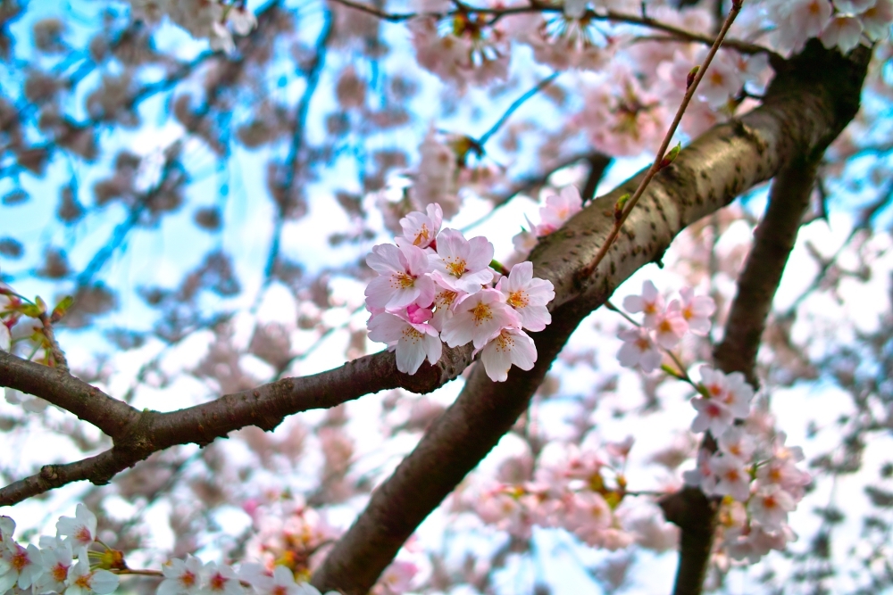 春だ！桜だ！