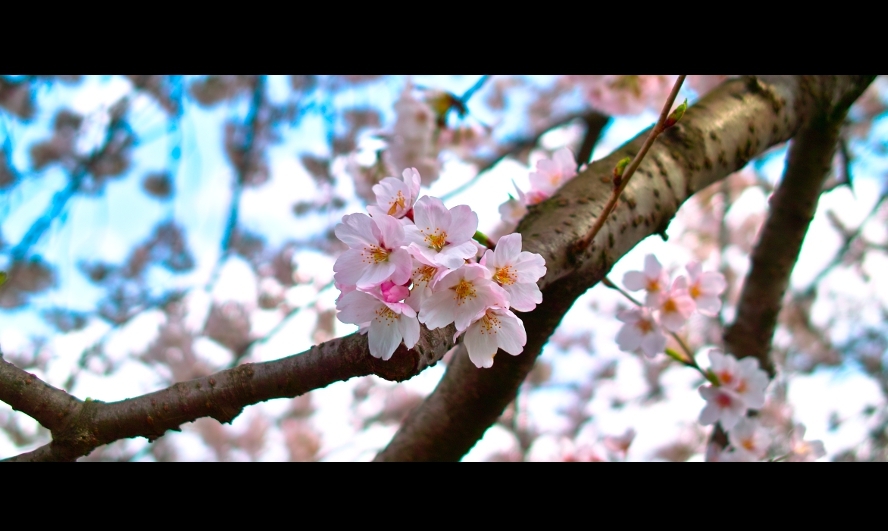 桜って良い