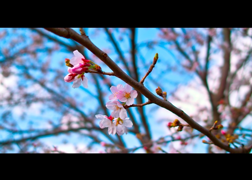 桜です　トリミング