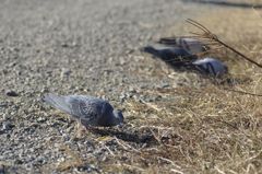 ぼっちの鳩