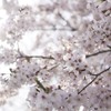 さくらけんらん