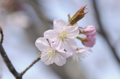 桜