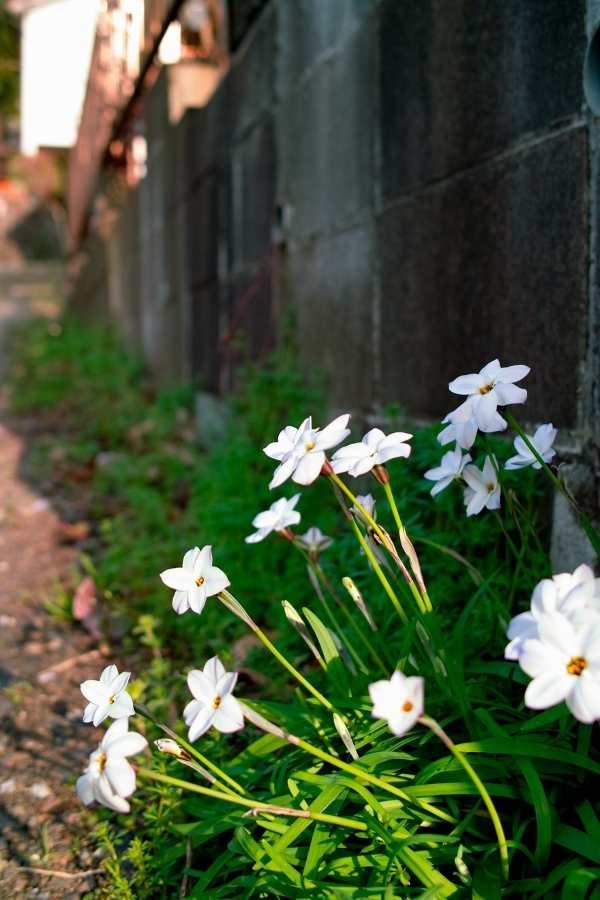 お花