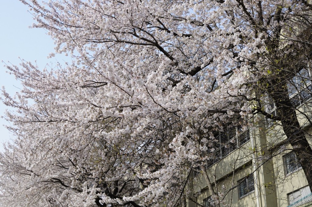 校舎と桜
