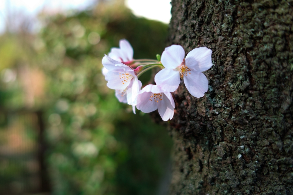 桜