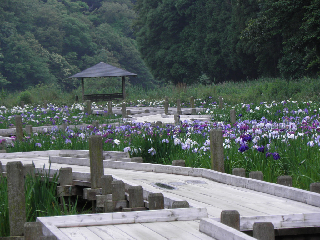 菖蒲園19
