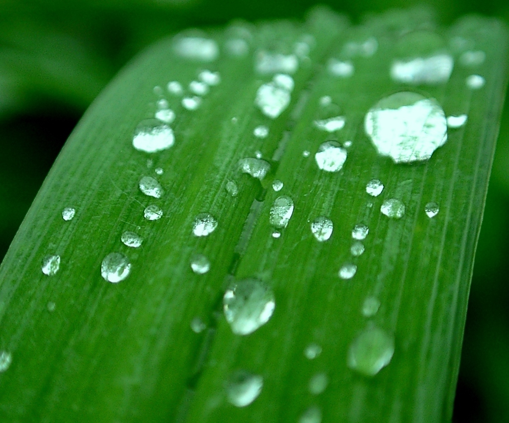 水玉06
