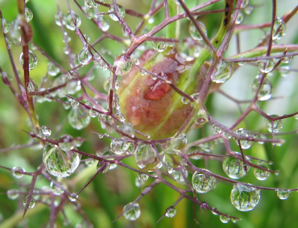 水玉模様