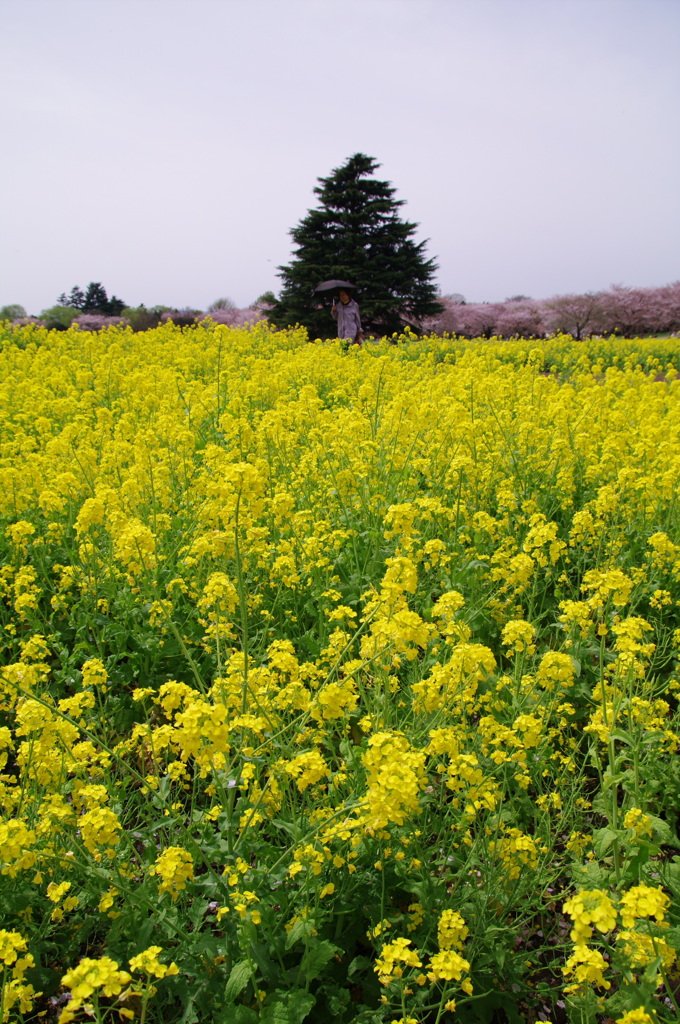 菜の花