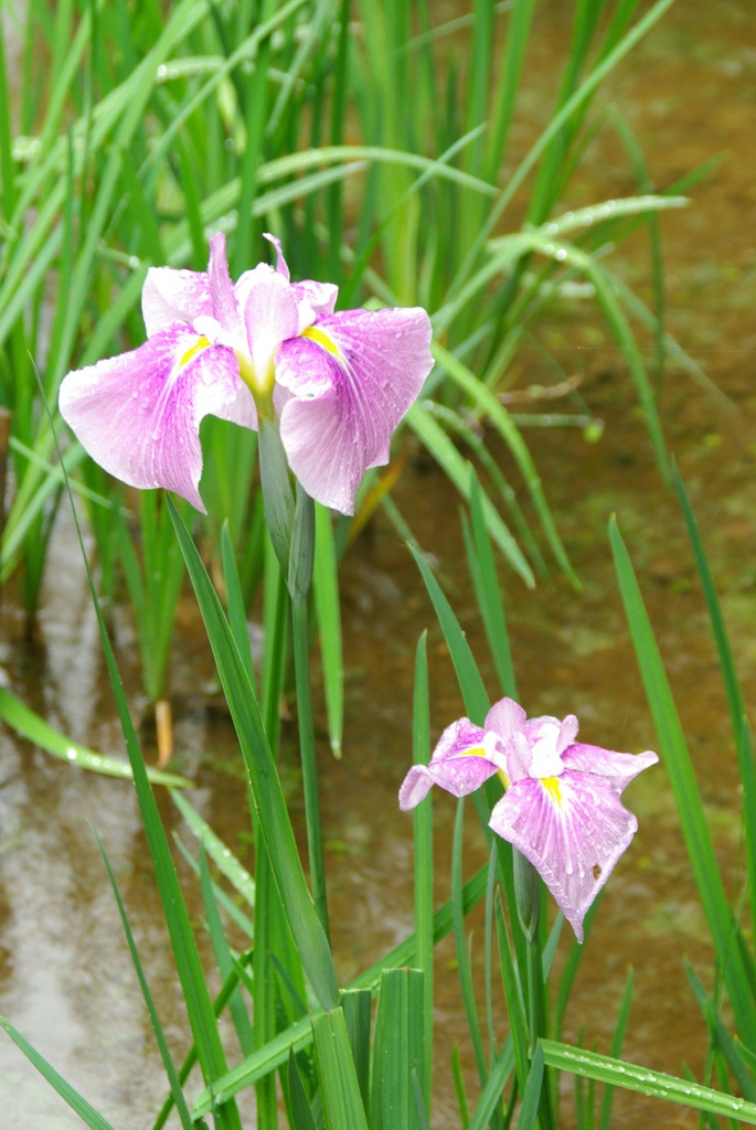 明治神宮の菖蒲、入園料500円です