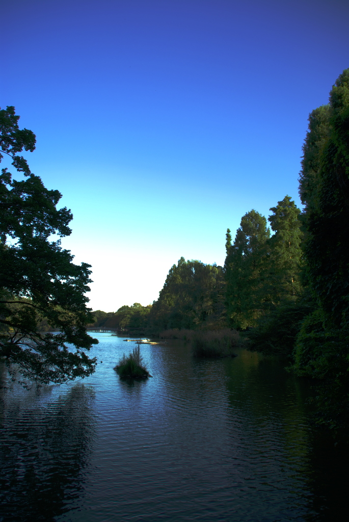 井の頭公園もちょっと綺麗に？