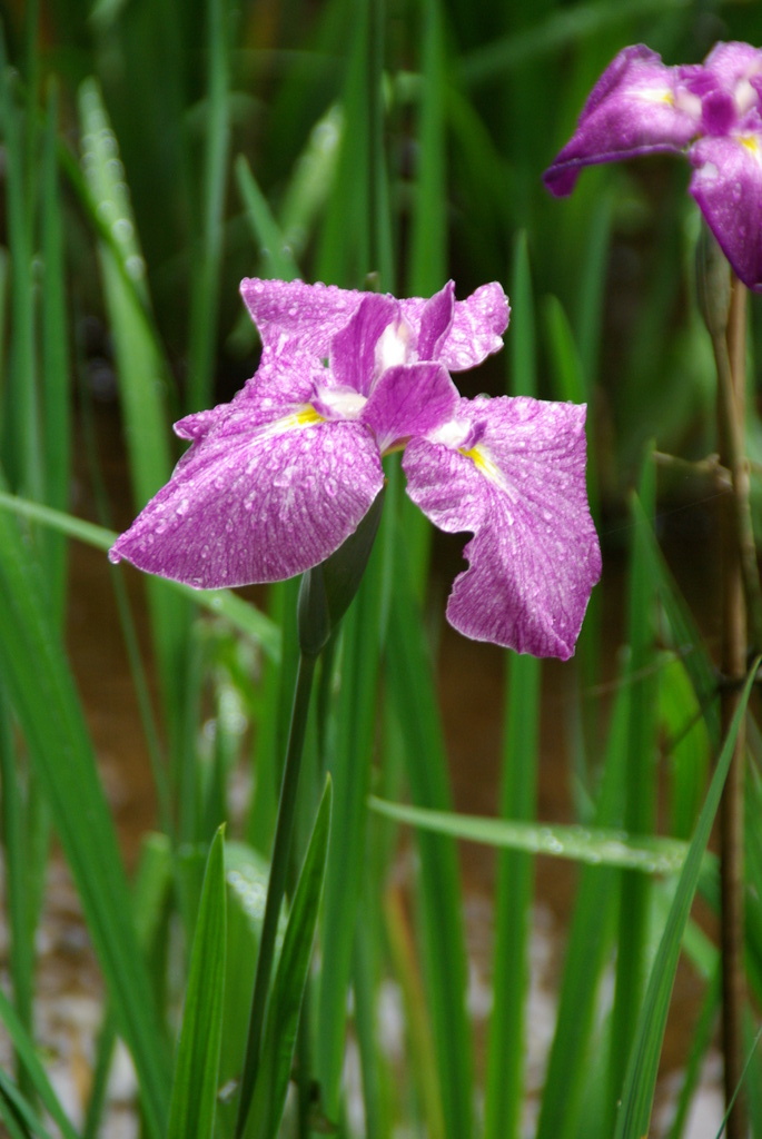 明治神宮の菖蒲、見ごろは6月いっぱいです