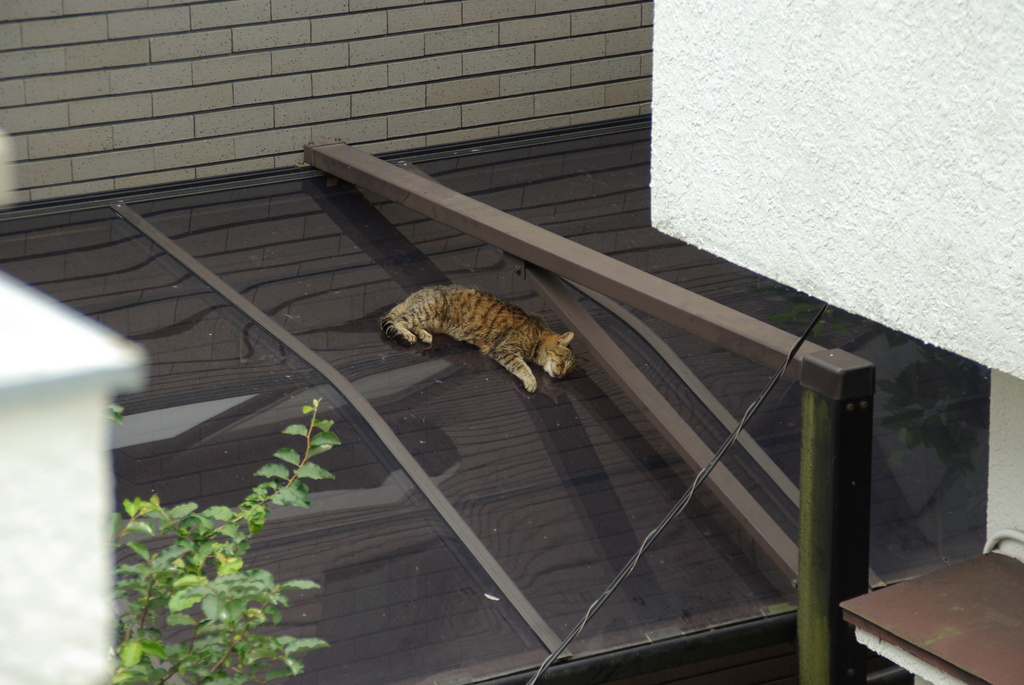 そんなところで寝なくても