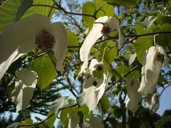 植物園にて