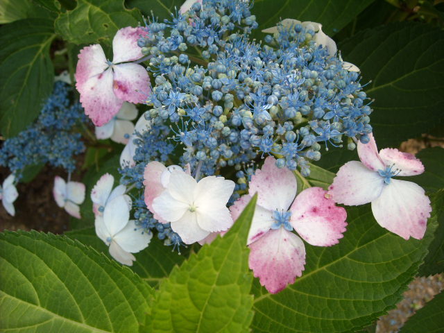 紫陽花