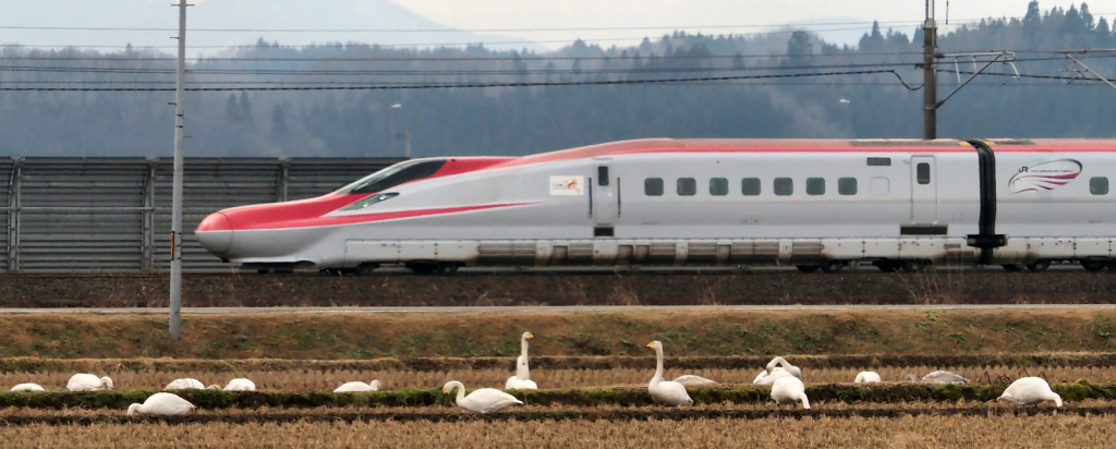 暖冬の白鳥たち