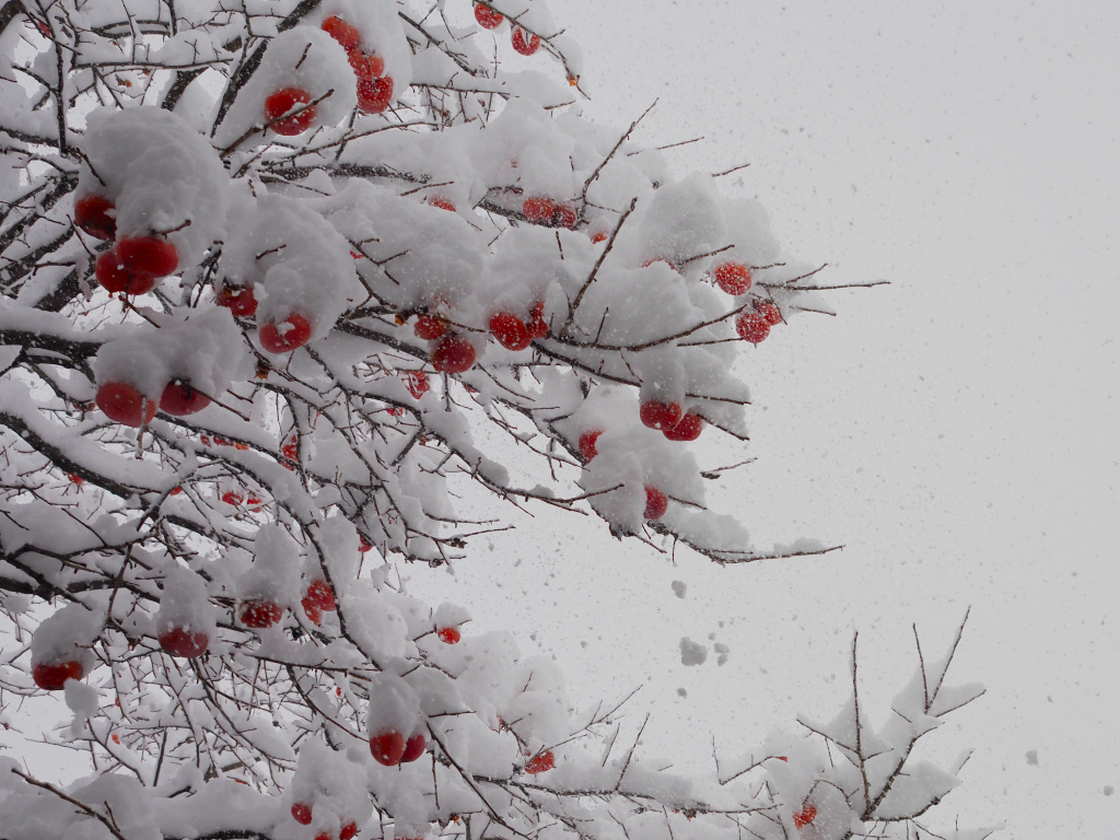 大雪の頃