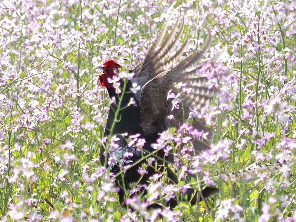 春の野に響け