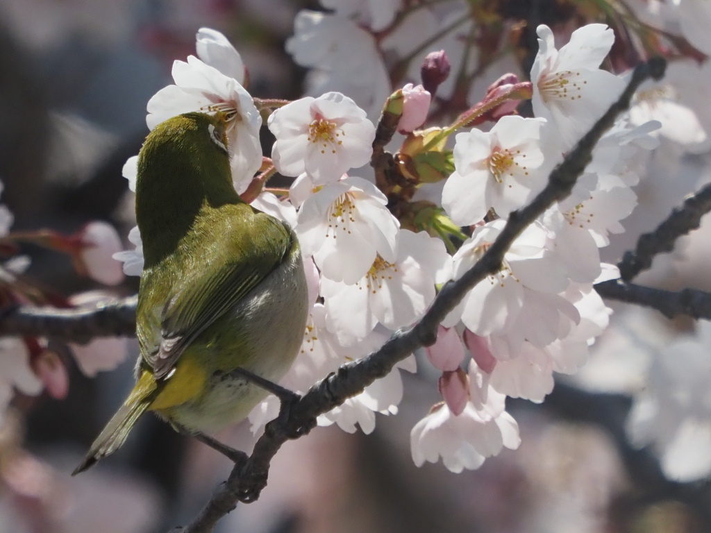 春のごちそう