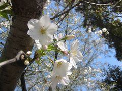 sakura2009