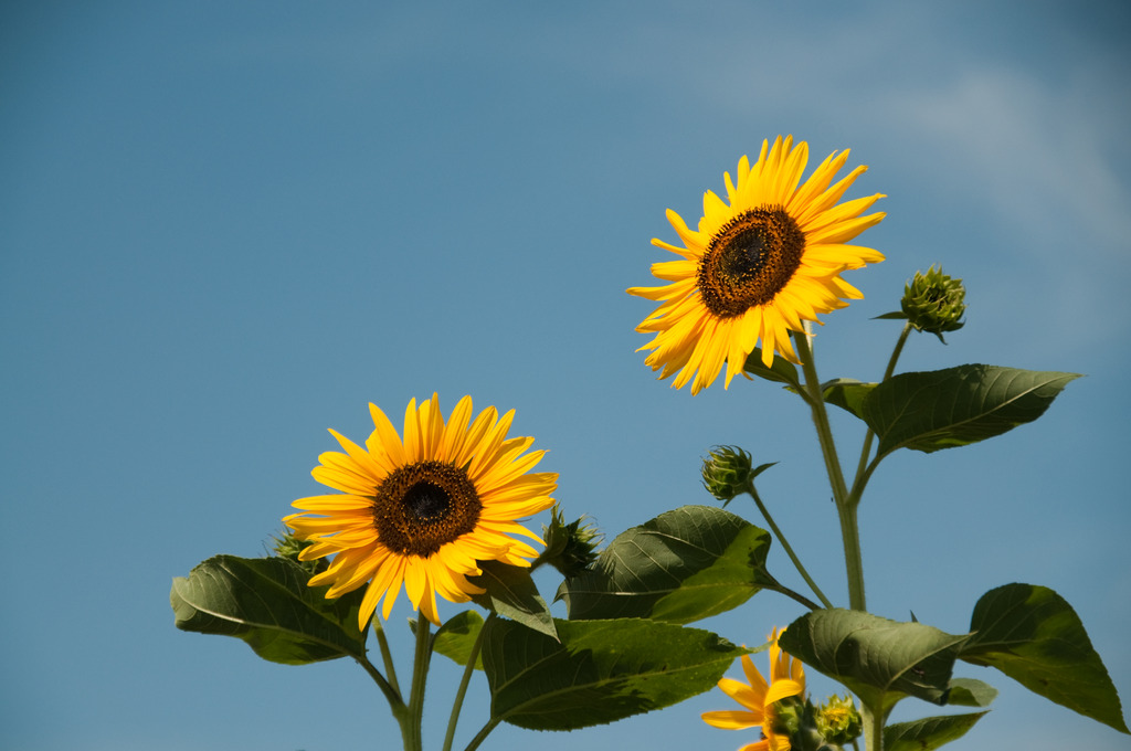 sunflower ～太陽の花～