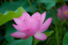 shining lotus
