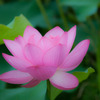 shining lotus